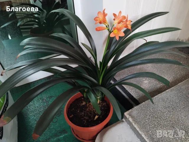 Кливия оранжева с кошничка , снимка 7 - Стайни растения - 47075644