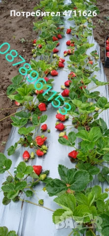 Разсад ягоди и малини 