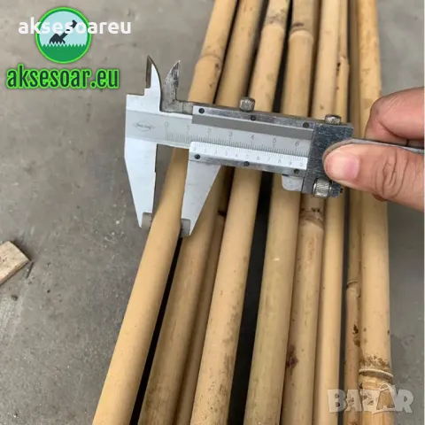 Семена бамбук Moso Bambo декоративни растения за дома и двора бамбуков разсад за декорация, снимка 3 - Сортови семена и луковици - 48995495