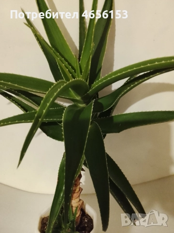 ГОЛЯМО АЛОЕ ВЕРА 