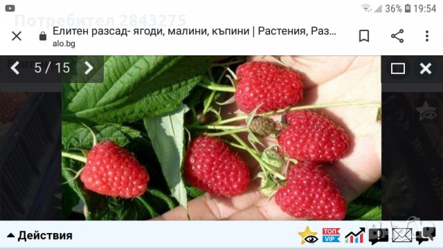 продавам разсад ягоди, снимка 2 - Сортови семена и луковици - 34210388