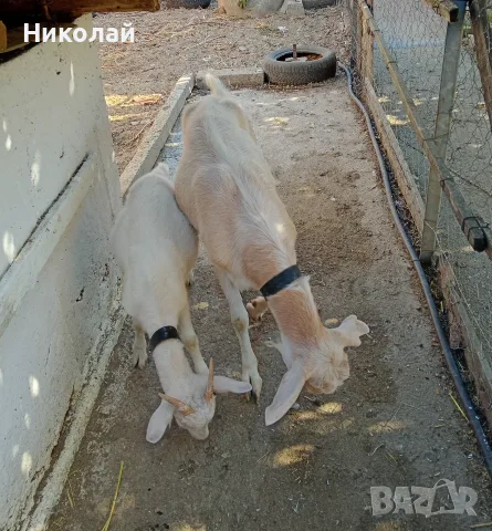 Коза и женско яре, снимка 3 - Кози - 56165418