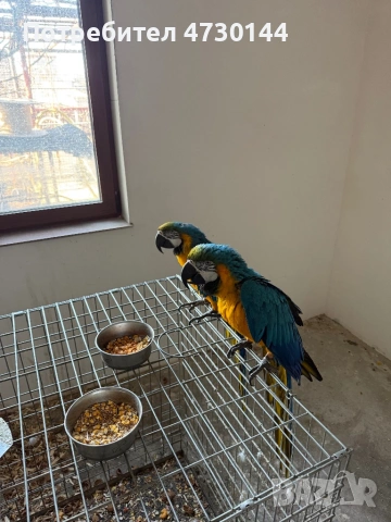 Ара папагали женски на 7 години
