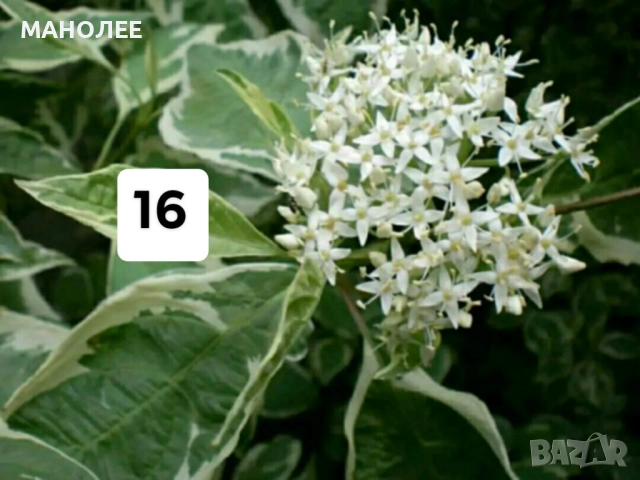 50 РЕЗНИКА В ЕДИН ПАКЕТ /видове по избор/ ЗА 20 ЛВ., снимка 17 - Градински цветя и растения - 51618754