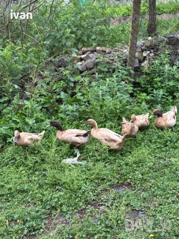 Каки кембъл , снимка 6 - Патици и гъски - 51004337