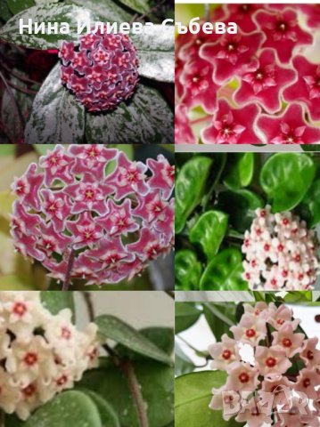 Хоя, восъчно цвете Krinkle, Krimson Queen,Kerrii,Trikolor, Sigillatis,Memoria,Gracilis , Red flower , снимка 3 - Стайни растения - 38144799