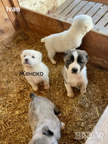 САО Алабай малки, снимка 4 - Алабай - 52842122