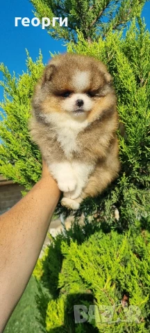 померан мини померан, снимка 10 - Померан - 50964936