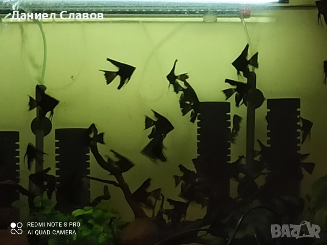 Черни воални скаларии на едро , снимка 3 - Рибки - 52003950