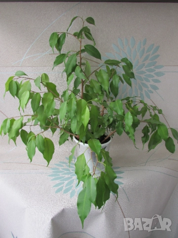 Бенджамин 50/50см в саксия, снимка 2 - Стайни растения - 52129515