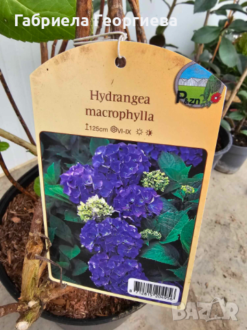 Хортензия "Hydrangea macrofylla", снимка 1 - Градински цветя и растения - 44837530