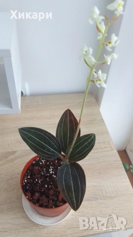 Лудизия Скъпоценна орхидея - Ludisia Discolor