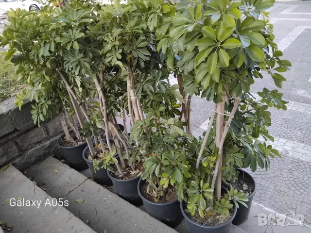 Продавам Шефлера / Schefflera 10 годишна, 170 см. височина, 10 броя, снимка 4 - Стайни растения - 40894462