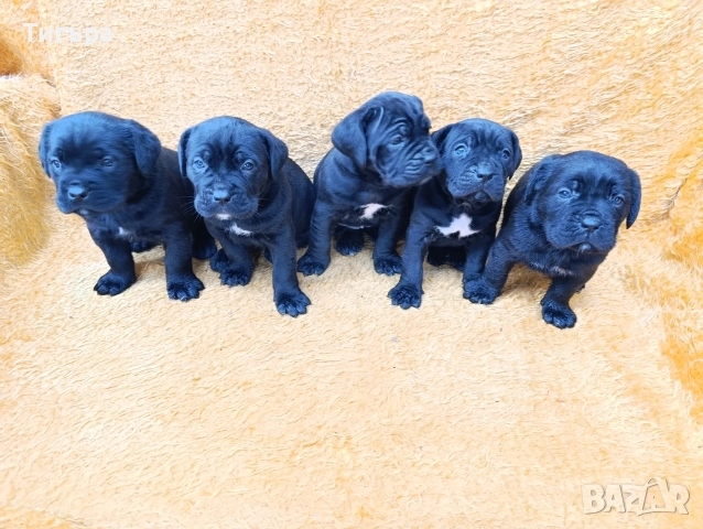 Кане Корсо Италиано , снимка 9 - Кане корсо - 52793038