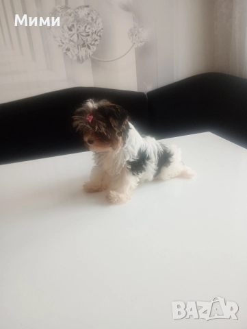 Бивър йоркширски териер , снимка 5 - Йоркширски териер - 51674847