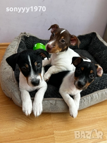 ДЖАК РЪСЕЛ МОМИЧЕНЦЕ НА 2 МЕСЕЦА 2410250712