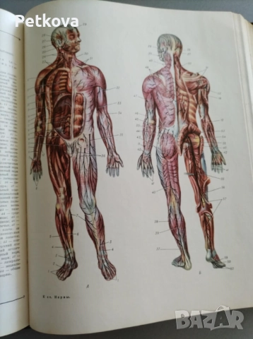 Краткая медицинская энциклопедия, том 2, снимка 8 - Енциклопедии, справочници - 51496952