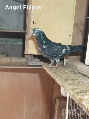 Пазарджишки гълъби, снимка 12 - Гълъби - 29897833
