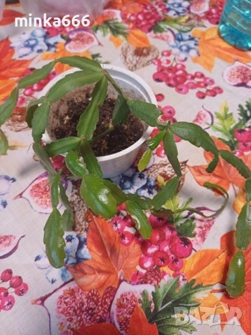 Коледниче., снимка 2 - Стайни растения - 52168716