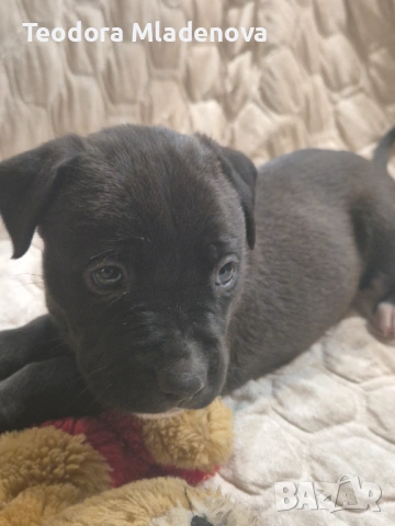 Продавам питбулчета, снимка 2 - Питбул - 53260879