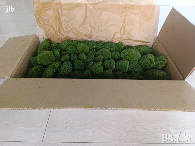 "ТОП ЦЕНА" Топчест мъх на едро за зелени стени, картини и пана , снимка 3 - Декорация за дома - 53565111