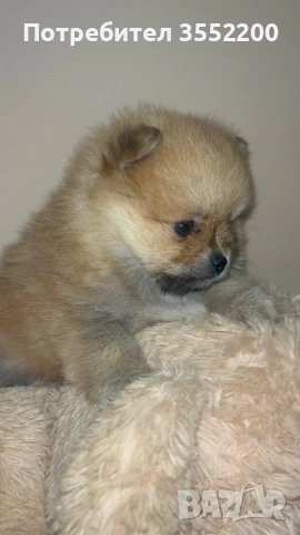 Померанчета