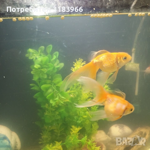 голям аквариум с рибки оборудван 50 х 40 х 24, снимка 3 - Аквариуми - 53830698