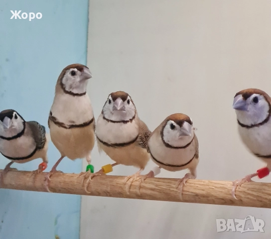 Продавам Белолици амадини, снимка 4 - Амадини - 52827707