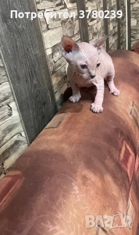 Котенца Канадски Сфинкс и Елф, снимка 5 - Сфинксове - 52495818