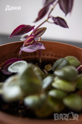 🌸 Африканска теменужка с розов цвят + Традесканция Зебрина – 2 растения в 1 саксия 🌿, снимка 9 - Стайни растения - 52060798