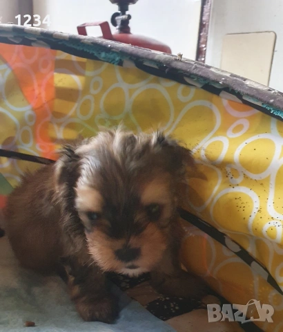 Мини йорки мъжко, снимка 3 - Йоркширски териер - 53601160