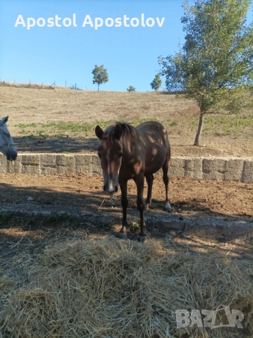 Продава се кобила на 1 година и половина , снимка 2 - Други животни - 52373346