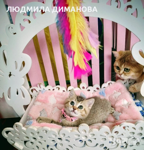 Шотландско мъжко златна чинчила. , снимка 5 - Британска късокосместа - 53707101