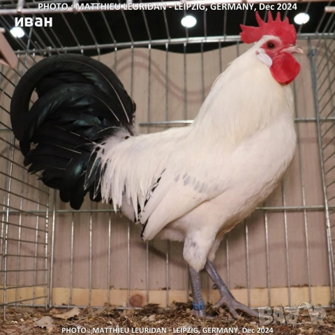 Фризийска кокошка -страхотна носачка 220-250 бр и много,много красива и темпераментна, снимка 4 - други­ - 53359085