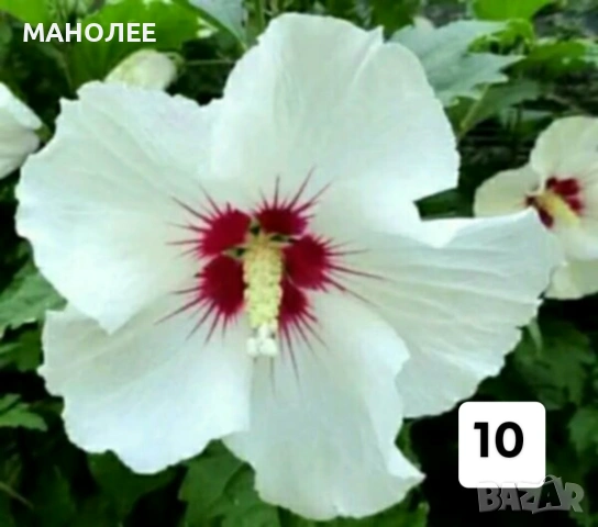 💐💐💐💐50 РЕЗНИКА В ЕДИН ПАКЕТ /видове по избор/ ЗА 10 € 💐🎁🪷🌞, снимка 11 - Градински цветя и растения - 53230275