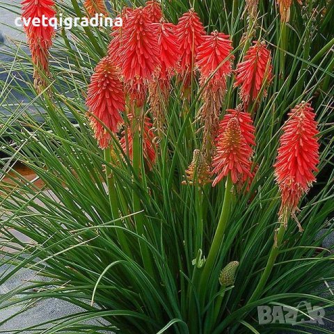 Kniphofia Poco red (Книфофия Малка червена), снимка 1 - Градински цветя и растения - 42592287