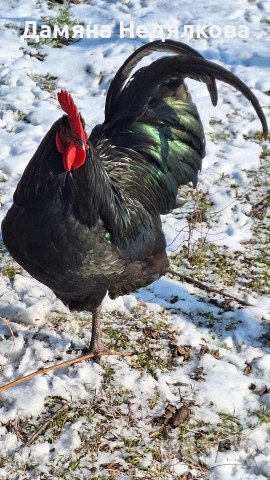 оплодени яйца от австралорп , снимка 3 - Кокошки и пуйки - 53752921