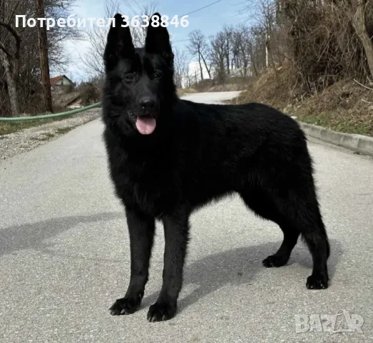 Черна овчарка, снимка 1