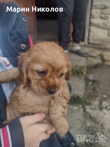  Американски кокер шпаньол , снимка 5 - Кокер шпаньол - 52322571