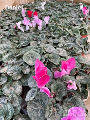 Циклама , снимка 6 - Градински цветя и растения - 53354452