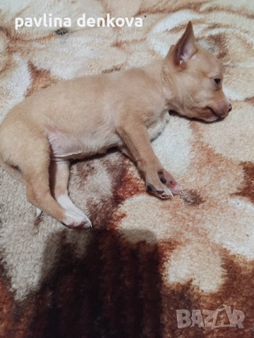 Чистокръвни,мини пинчери, снимка 3 - Пинчер - 52796626