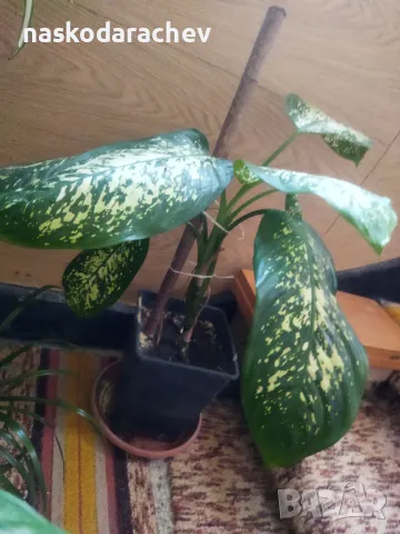 Дифенбахия стайно цвете , снимка 5 - Стайни растения - 48091588