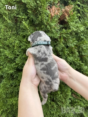 френски булдог/french Buldog, снимка 4 - Френски булдог - 55725415