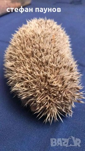 Свободни мини таралежчета, снимка 2 - Таралеж - 34074816