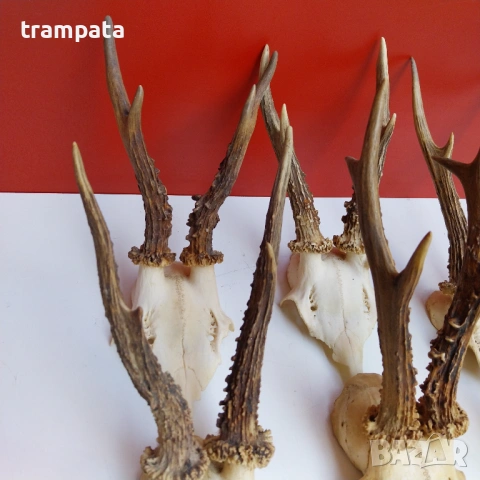 НАЙ ДОБРАТА ОФЕРТА Стари Немски Трофей, рога Сръндаг , снимка 2 - Антикварни и старинни предмети - 53710820