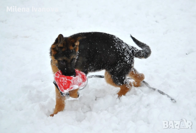 Немски овчарки с родословие , снимка 6 - Немска овчарка - 53336696