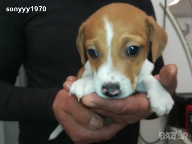 джакове-малки кученца 250лв за брой-джак ръсел 2601250935