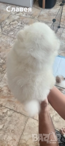 Продавам мини шпиц померан , снимка 1