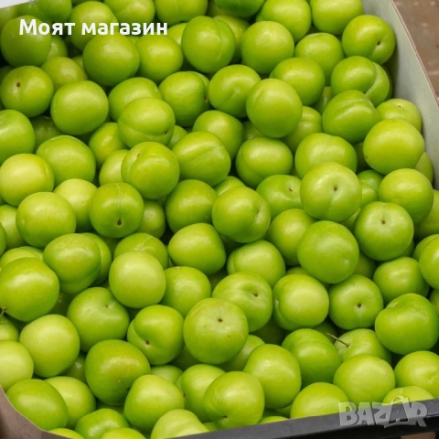 Сливи - Папаз