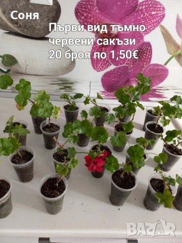 Тъмно червени сакъзи